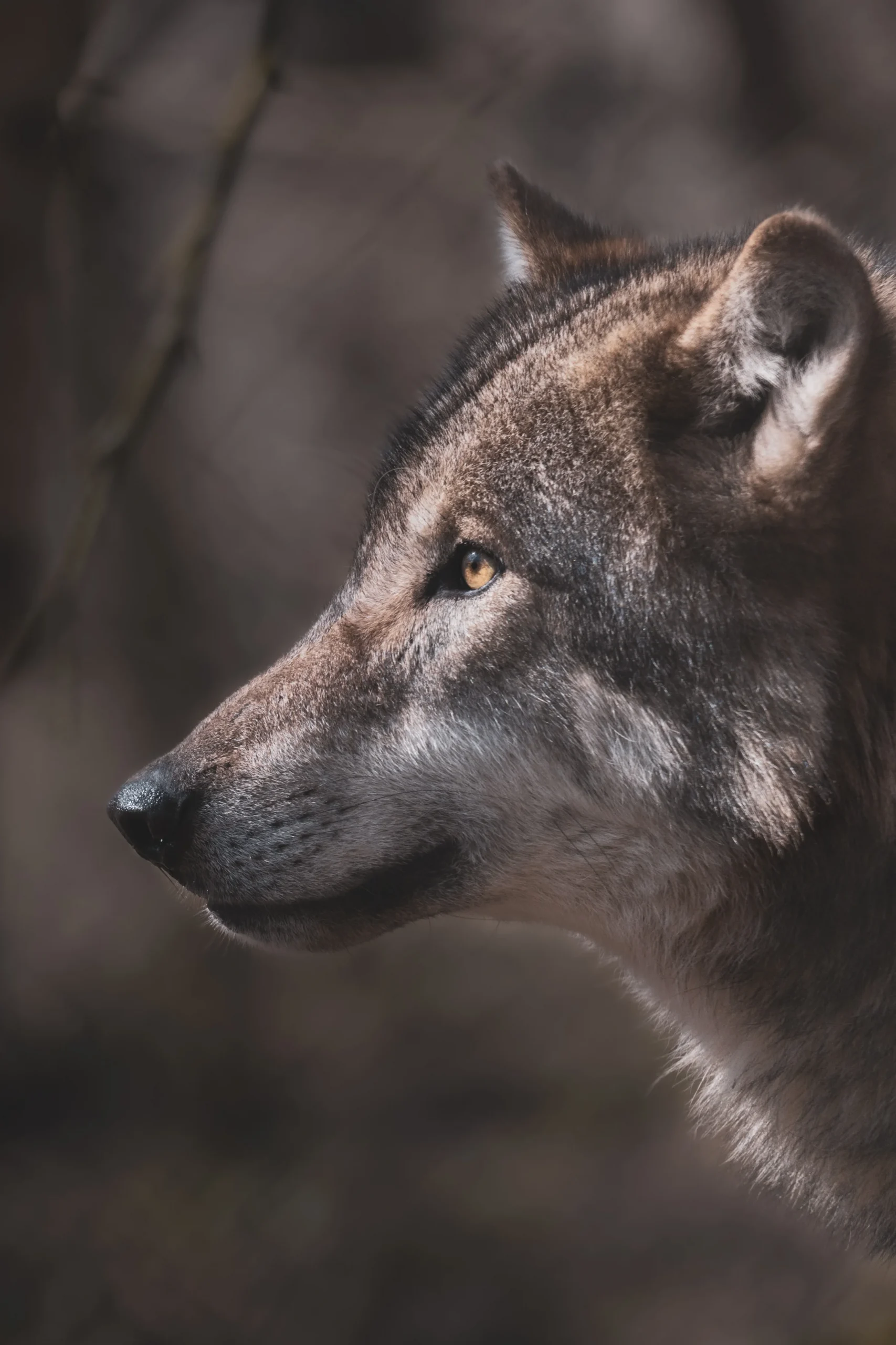 “Mulheres que correm com os Lobos”: Arteterapia e os Caminhos da Mulher Selvagem